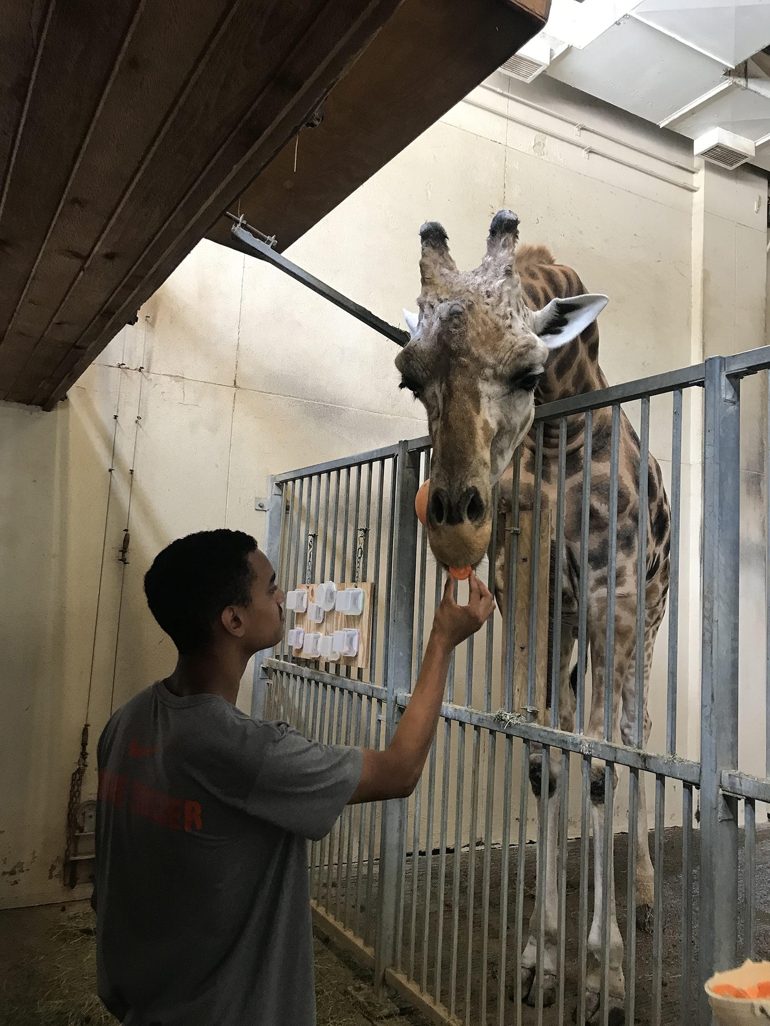 A photo of a beacon college student feeding a giraffe