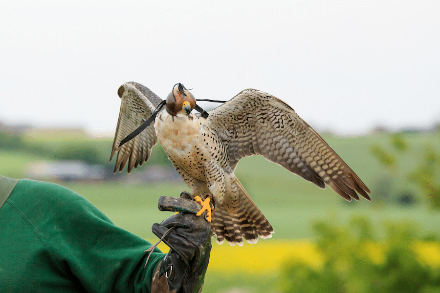 person holding a Falcon