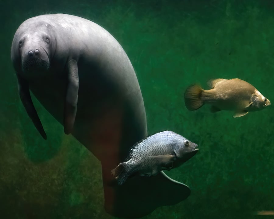 manatees with fish in water